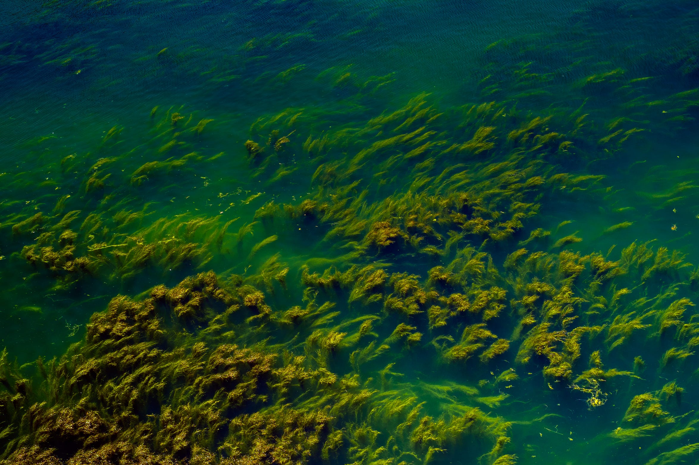 Fotografie mit dem Titel "Algen" aus dem Jahr 2015